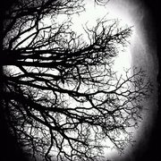 Treenight1_card
