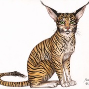 Tiger_cat_card