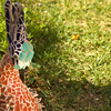 Gardenbird2_thumb