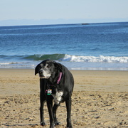 Gypsysingingbeach13_card
