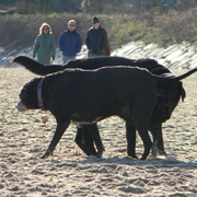 Gypsysingingbeach10_card