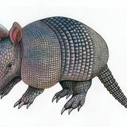 Armadillo_1_card