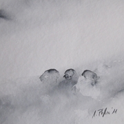 Schafe_im_nebel_card
