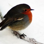13420_1294020096_card