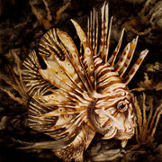 Fish_5_b_1_card