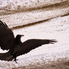 Dsc_7618_bird_2_thumb
