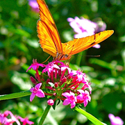 Julia_butterfly__living_desert_museum__palm_desert__ca_card