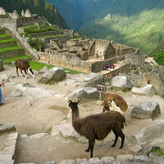 Llamas_at_machu_picchu__peru_card