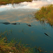 Alligators_meet__anhinga_trail__everglades_national_park__florida_card