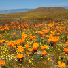 Ca_poppies__goldfields__cream_cups__antelope_valley_ca_poppy_reserve__ca_thumb