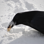 Birs_food_card