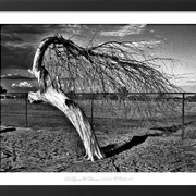 Dw_rhr_dead_tree_bw_frm_dla_card