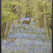 English_bluebell_wood_card