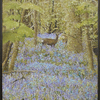 English_bluebell_wood_thumb