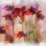 Fog_card