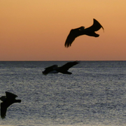 Pelicansatsunset_card