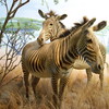 Zebrasorig_thumb