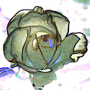 Rose_card