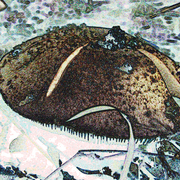 Mushroom_2_card