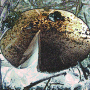 Mushroom_1_card