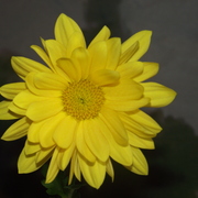 Dscf1981_card