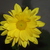Dscf1981_tiny_square
