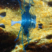Bluebottle_1_card