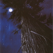 Where_the_stars_live_card