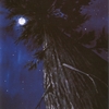 Where_the_stars_live_thumb