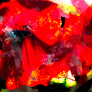 Amarillis_card