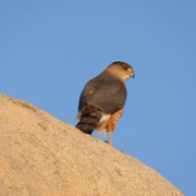 Coopershawk_card
