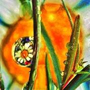 28_inset_card