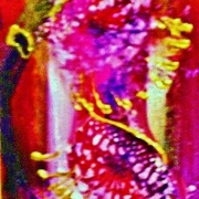 Mm__59__inset_card