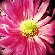 Flower_card