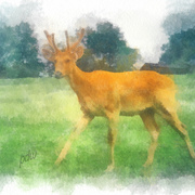 My_kids_hate_this_deer_card