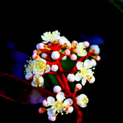 Dsc00882_card