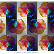 Flowers_night_and_day_card