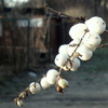 Kulki_thumb