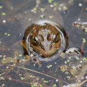 Frog_larger_card