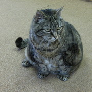 Fatcat_card