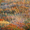 Macchia_mediterranea_al_sorgere_del_sole_thumb