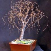 Small_bonsai_elm_single_card