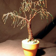 Umbrella_bonsai_card