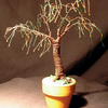 Umbrella_bonsai_thumb
