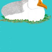 Water_fowl_card