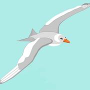Special_bird_card