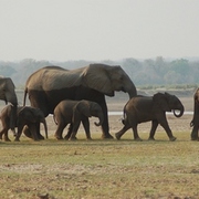 Elephant_walk_card