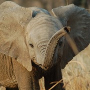 Dumbo_card