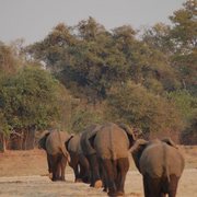 Elephant_swim_card