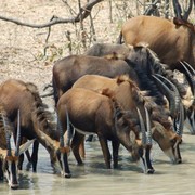Eland_drinking_card
